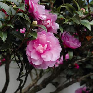 3 gal. Camellia Susy Dirr Shrub with Pink Flowers