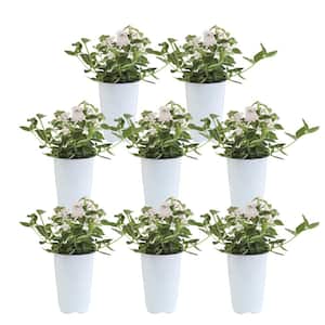 White Lantana Outdoor Flowers in 1 Qt. Grower Pot, Avg. Shipping Height 1-2 ft. Tall (8-Pack)