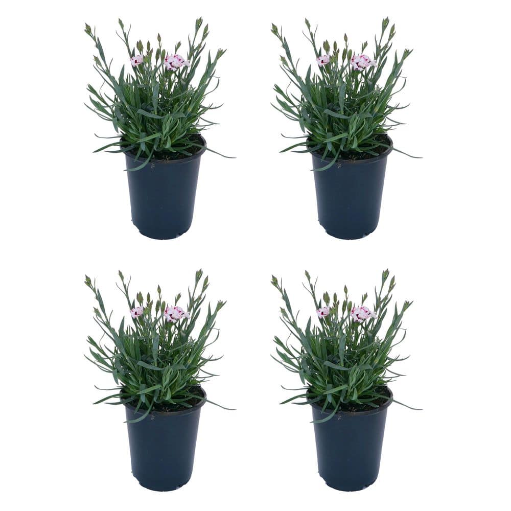 Unbranded. 2.5 QT Dianthus 'Everlast Cherry Swirl' Perennial Plant