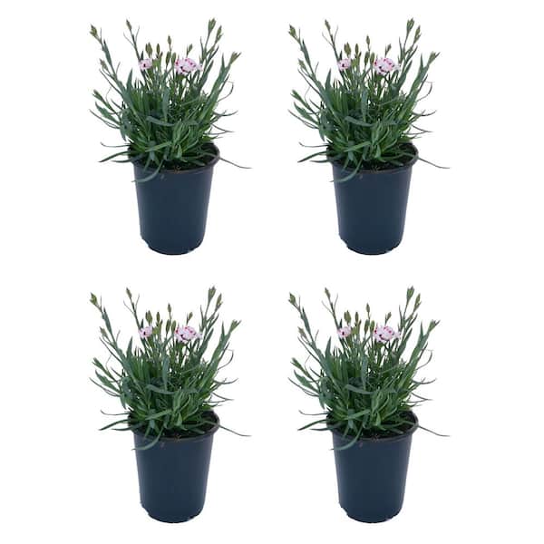 Costa Farms Outdoor Dianthus Plant in 2 qt. Grower Pot, Avg