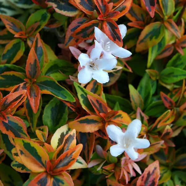 2 Gal. Kaleidoscope Abelia Flowering Shrub with White Blooms