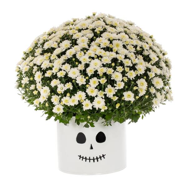 Vigoro 3 Qt. Live White Chrysanthemum (Mum) Plant for Fall Porch or Patio in Decorative Ghost Tin (1-Pack)