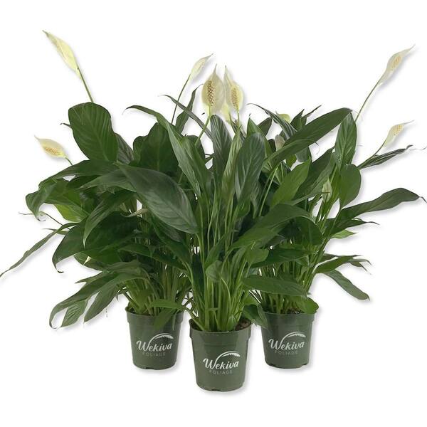 Wekiva Foliage Spathiphyllum Peace Lily-3 Live Starter Plants in 4 in. Pots-Spathiphyllum-Elegant Low Maintenance