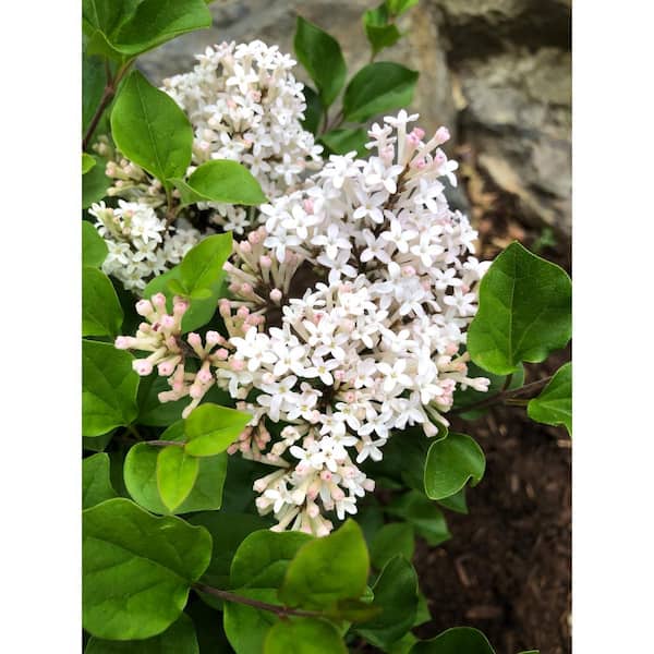 Jumbo Pint Pearl Potion Lilac (Syringa) Live Shrub, Light Pink to Pearl White Flowers