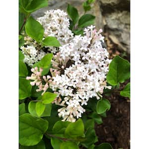 Jumbo Pint Pearl Potion Lilac (Syringa) Live Shrub, Light Pink to Pearl White Flowers