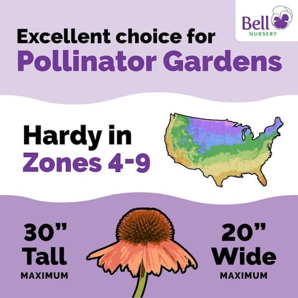 3 Gal. Cheyenne Spirit Echinacea (Coneflower) Live Flowering Full Sun Perennial Plant with Assorted Blossom Colors