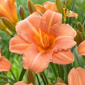 1-Year, EveryDaylily Pink Wing Daylily Flower Bulbs (Bag of 10)