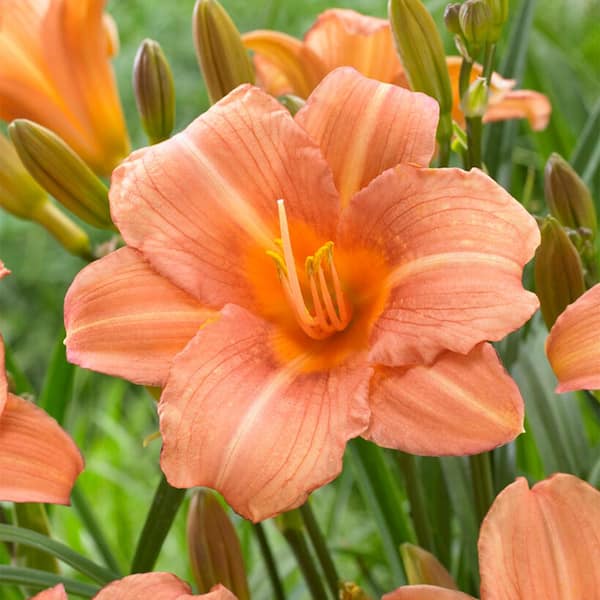Garden State Bulb 1-Year, EveryDaylily Pink Wing Daylily Flower Bulbs (Bag of 10)