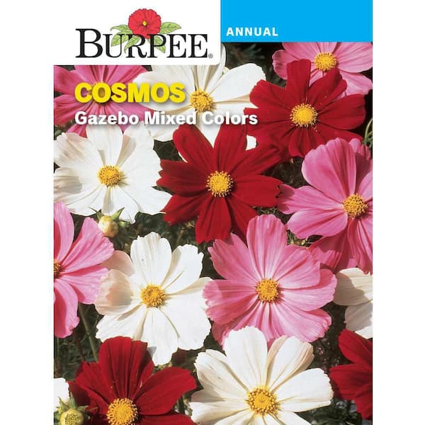 Burpee Cosmos Gazebo Mixed Colors Flower Seed