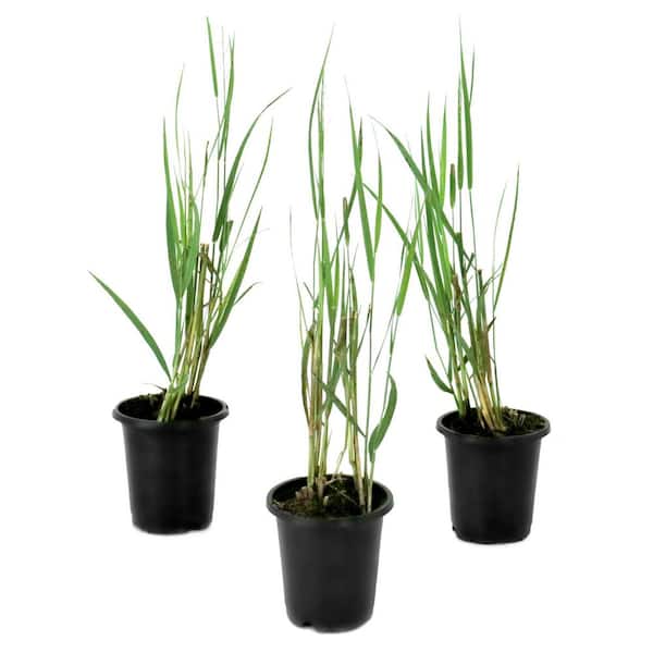 4 in. Panicum Northwind Grass (3-Pack)