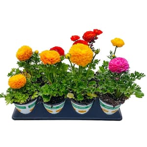 1 Qt. Ranunculus Mix (Ranunculus asiaticus) Perennial Plant with Various Colors in Grower Pot (8-pack)