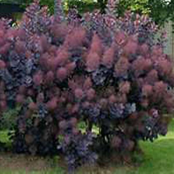 OnlinePlantCenter 36 in. Purple Smoketree or Smokebush Tree-DISCONTINUED