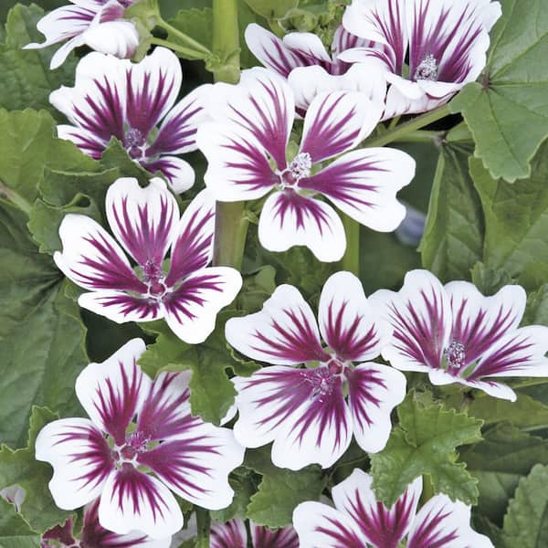 Ferry-Morse Malva Sylvestris Zebrina Flower Seeds 1753 - The Home