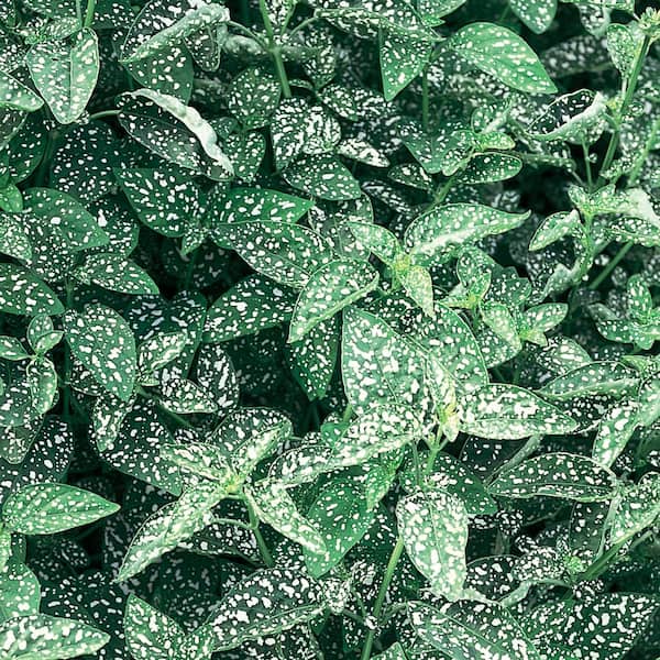 Unbranded 4.5 in. Green and White Polka Dot Plant