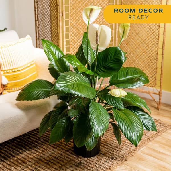 Peace Lily - Medium Between 24-48 in. - Indoor Plants - The Home Depot