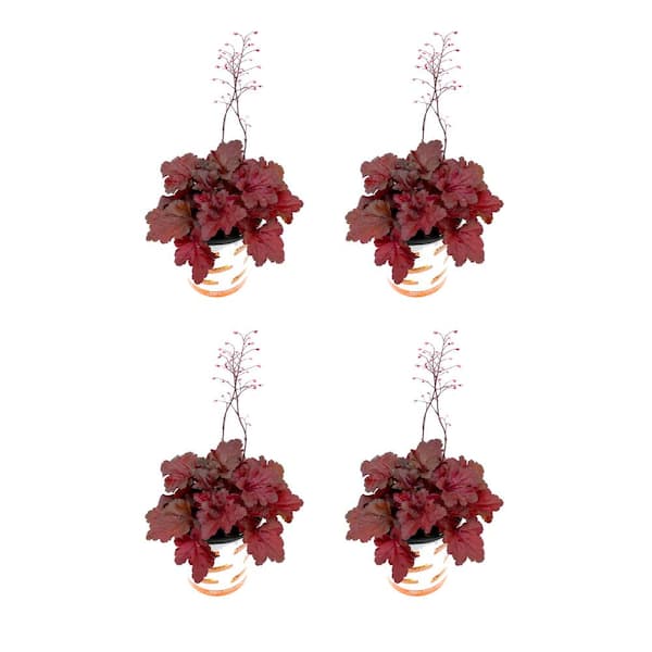 Vigoro 2.5 Qt. Perennial Heuchera Forever Red (4-Pack)