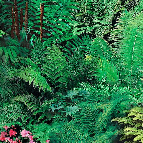 Hardy Fern Mixture, Dormant Bare Root Perennial Starter Plant Roots (5-Pack)