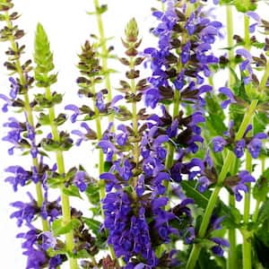 2.5 Qt. Sallyrosa April Night Violet Salvia Sage Plant