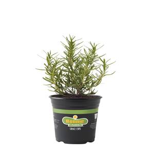2.32 qt. Rosemary Herb Plant