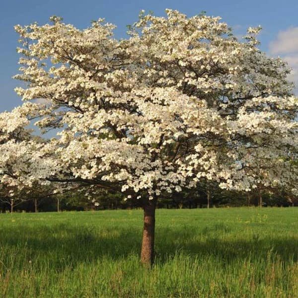 Unbranded 7 Gal. Cloud 9 Dogwood Flowering Deciduous Tree with White Flowers