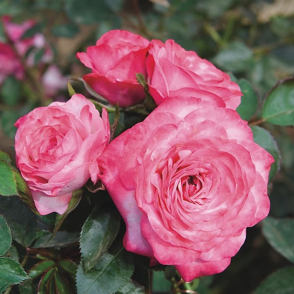 national PLANT NETWORK 2.5 in. Miniature Rose Baby Paradise (3-Pack)