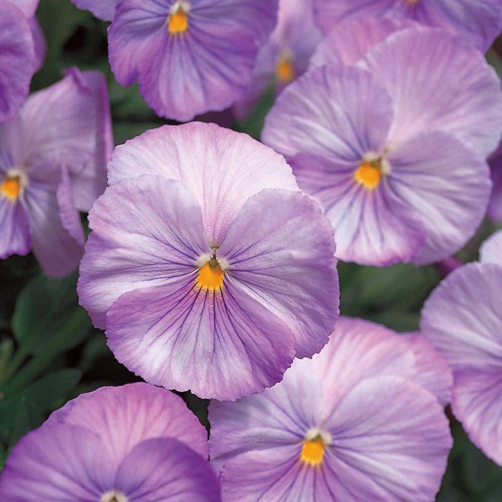 1.88Pint Lavender Pansy Plant (8Pack) 7690 The Home Depot