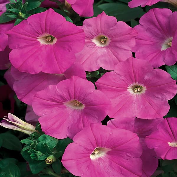 EASY WAVE 8 In. Pink Easy Wave Petunia Annual Live Plant with Pink ...