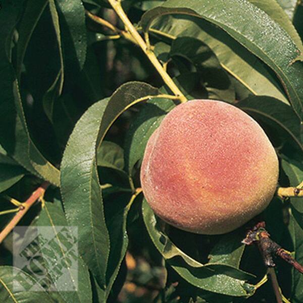 Unbranded Loring Peach