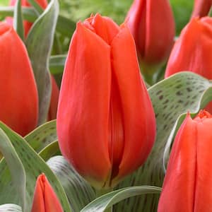 Tulips Giant Orange Sunrise Bulbs (10-Pack)