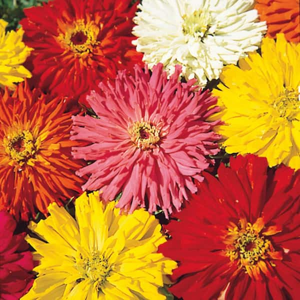 Gurney's Cactus Zinnia Flowering Seed Mixture (75-Seed Packet)