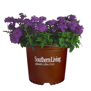 2.6 Qt. Purple EnduraScape Verbena Plant with Bright Purple Blooms