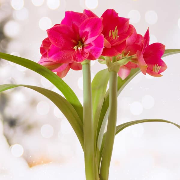 Garden State Bulb Ice Pink Amaryllis Flower Bulbs, 26/28cm (Bag of 6)