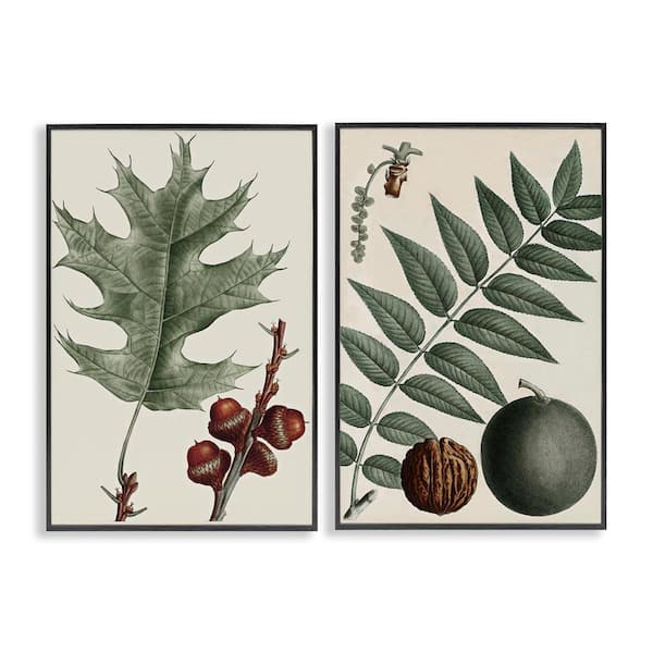 Stupell Industries Tree Leaves & Nuts by Graffi*tee Studios 2 Pieces Black Framed Nature Giclee Art Print 24 in. x 16 in.
