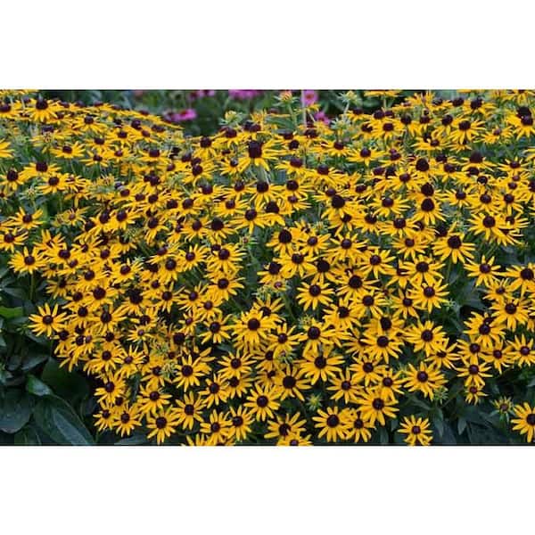 3 Gal. 'Little Goldstar' Black-Eyed Susan (Rudbeckia) Live Potted Perennial Plant with Golden Yellow Flowers (1-Pack)
