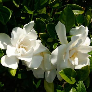 2.5 Qt. Jubilation Gardenia, Live Evergreen Shrub, White Fragrant Blooms
