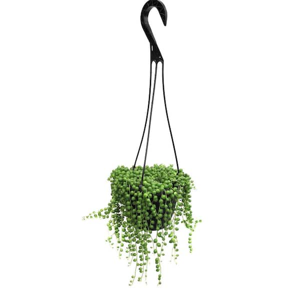 pothos plant yellow leaves Epipremnum 'Yellow Sunrise' 6" at SPROUT HOME