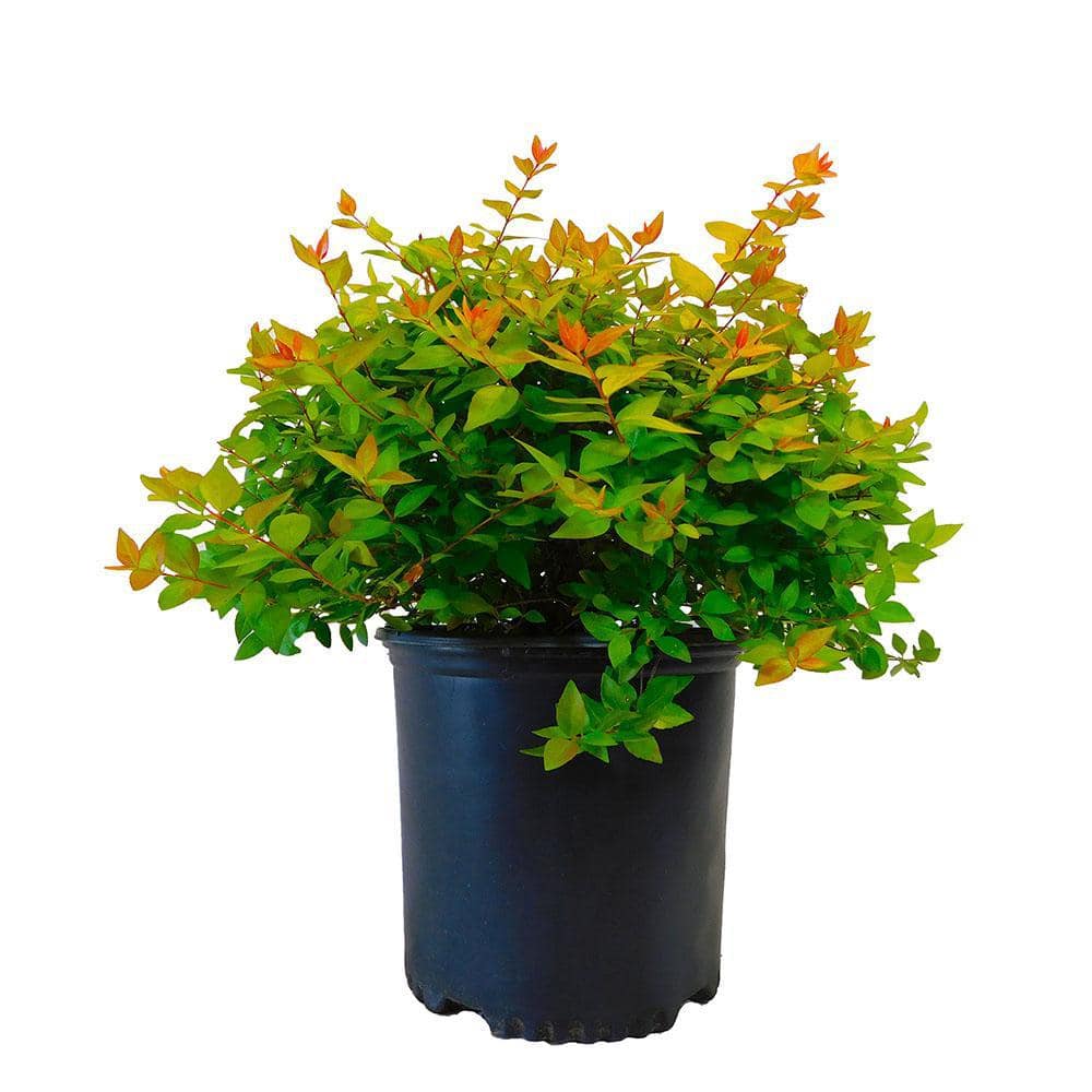 2.25 Gal. Canyon Creek Abelia Shrub with Pinkish-White Flowers