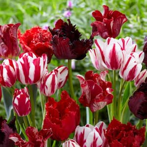 Tulips Fire Pot Blend Set of 15 Bulbs