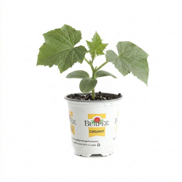 3.5 in. Long Japanese Cucumber Plant (2-Pack)