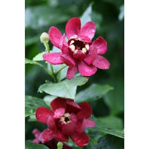 1 Gal. Aphrodite Allspice Sweetshrub (Calycanthus) Live Shrub, Red Flowers