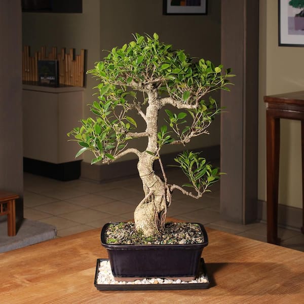 brussel's BONSAI Golden Gate Ficus Bonsai Tree Indoor Plant in