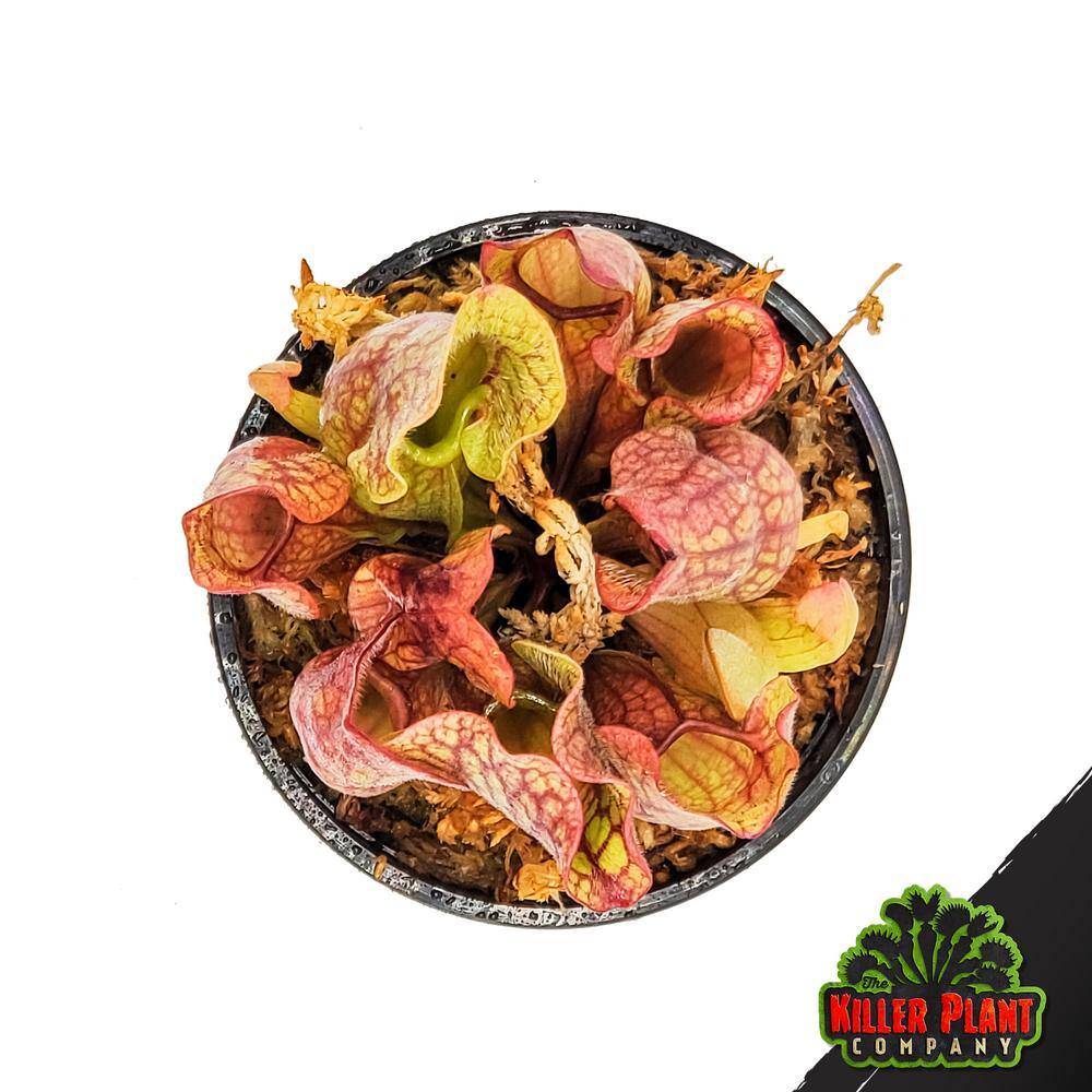 Buy Carnivorous Plant Sarracenia Purpurea Venosa Red Purple Pitcher