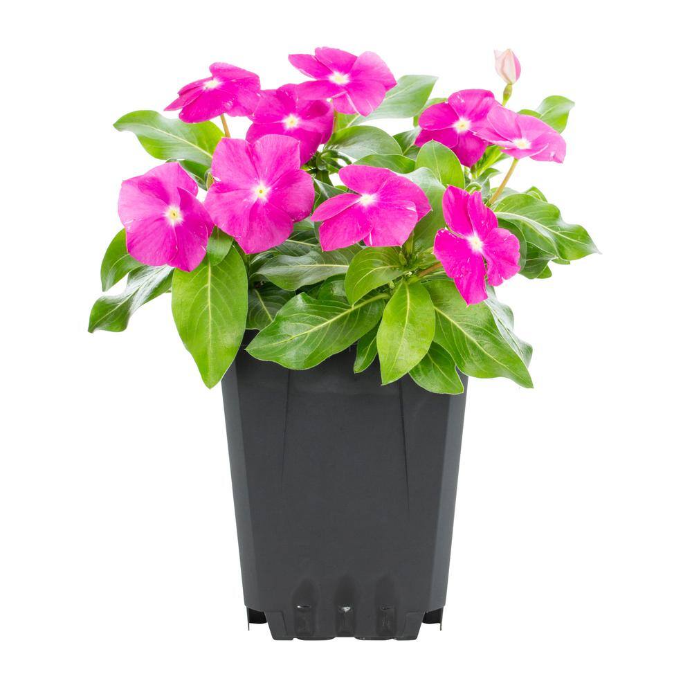 METROLINA GREENHOUSES Vinca Annual Plant (1-Plant) 14688 - The Home Depot