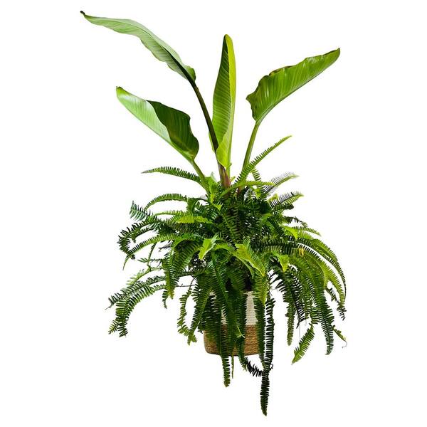 Pure Beauty Farms 1.9 Gal Fern Bird of Paradise Combo Plant Plant in 9.25 In. Deco Weave Basket