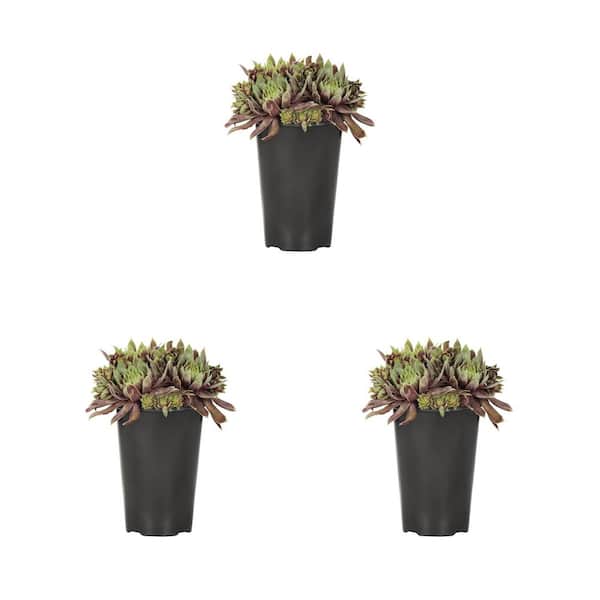 METROLINA GREENHOUSES 2 qt. Sempervivum Chick Charms Gold Mine Red and Green Perennial Plant (3-Pack)