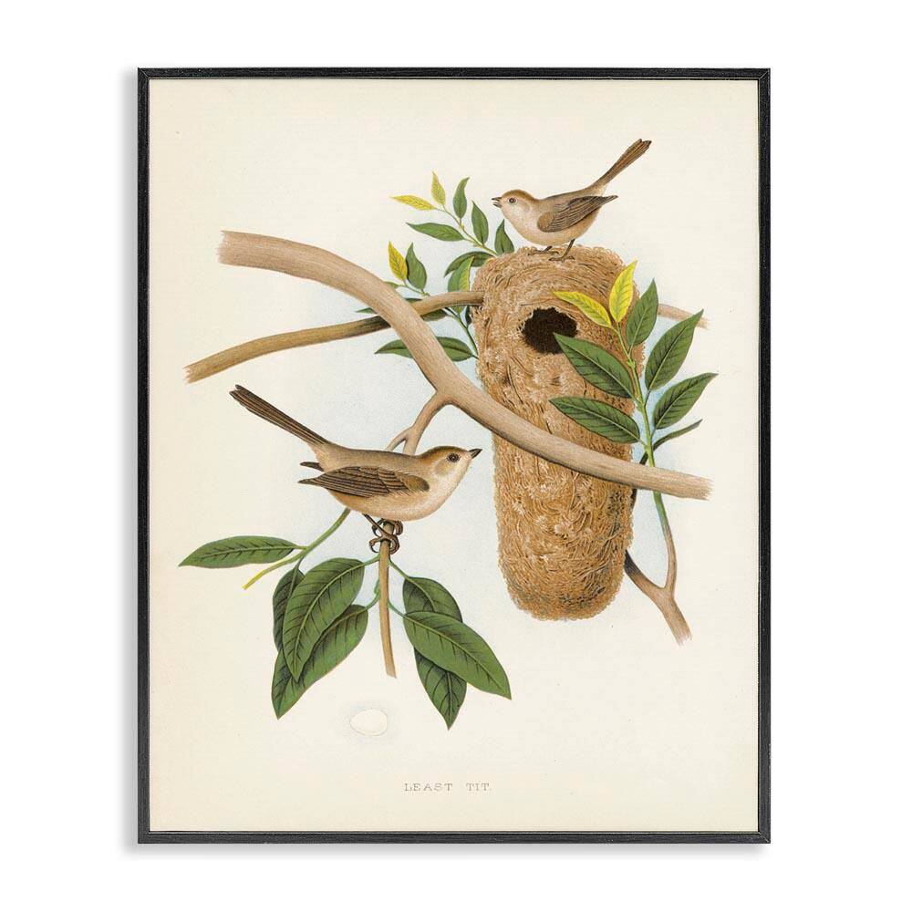 Vintage Bird House Study by Tina Higgins Designs, Inc. Black Framed Nature Giclee Art Print 14 in. x 11 in. price history on PriceWatchPro