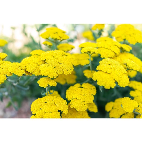 1 gal. Little Moonshine Yarrow Shrub with Heat Loving Canary Yellow Flowers (2-Pack)