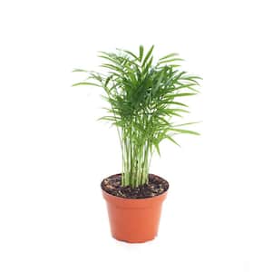 Neanthe 'Bella Palm' in 4 in. Grow Pot, Live Indoor/Outdoor Air Houseplant and Office Decor Low Light