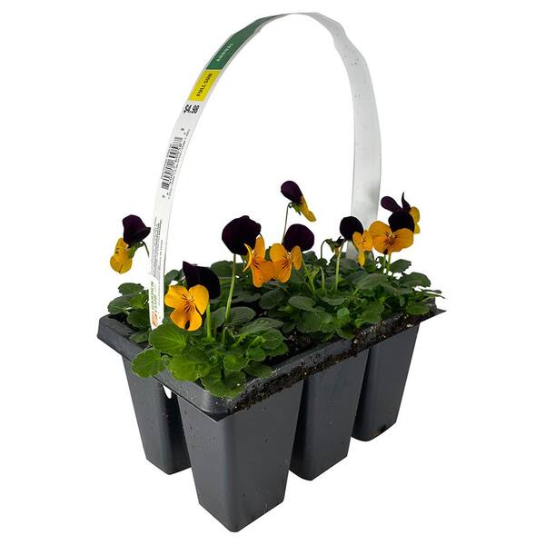 1.27 Qt. Orange Jump Up Viola Pansy Plant (6-Pack) 600587