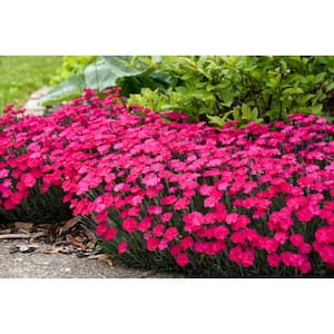 0.65 Gal. Paint The Town Magenta (Dianthus) Live Plant, Pink Flowers